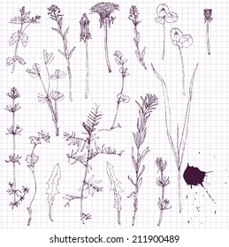 set of ink drawing flowers and grass at school paper, hand drawn design elements, vector illustration