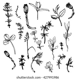 Set of ink drawing flowers, herbs and leaves,isolated wild plants,  hand drawn vector botanical  illustration in vintage style,monochrome floral collection