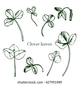 Set of ink drawing leaves of clover, isolated wild plants, botanical  illustration in vintage style,monochrome floral collection, hand drawn vector elements
