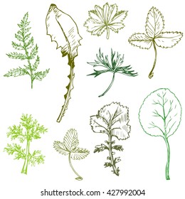 Set of ink drawing leaves of wild plants,isolated floral elements, botanical  illustration in vintage style,monochrome meadow collection, hand drawn vector image