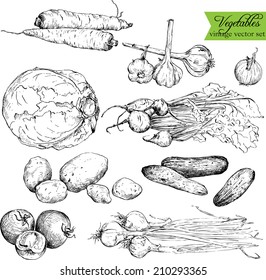 Set of ink drawing vegetables, vintage design elements, hand drawn vector illustration