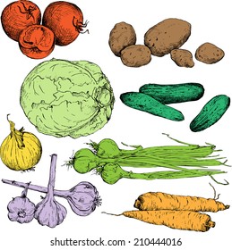 Set of ink drawing vegetables, vintage design elements, hand drawn e vector illustration