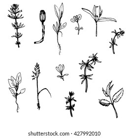 Set of ink drawing wild flowers, herbs and leaves, isolated wild plants, botanical  illustration in vintage style,monochrome floral collection, hand drawn vector illustration