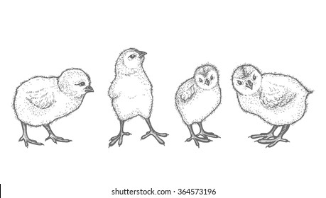 Set of  ink Easter chickens on white background. Hand drawn illustration. Easter theme