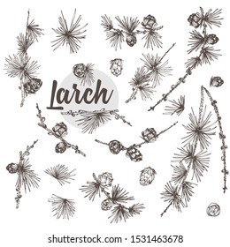 Set ink hand drawn sketch illustration of larch branches, cones isolated on white background For vintage Merry christmas card, new year conifer tree pattern or decorative design Engraving style