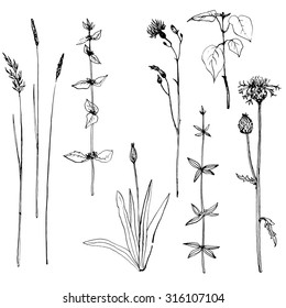Set of ink pen drawing herbs and flowers, vintage style botanical illustration,  monochrome black floral elements, hand drawn vector image