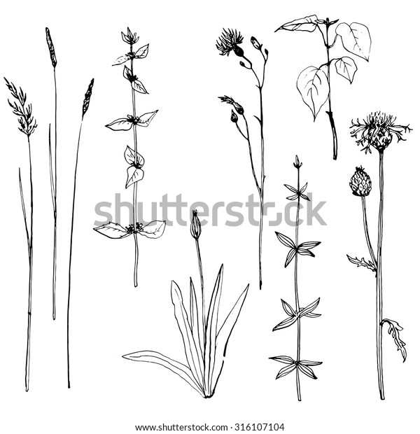 Set Ink Pen Drawing Herbs Flowers 스톡 벡터(로열티 프리) 316107104 Shutterstock