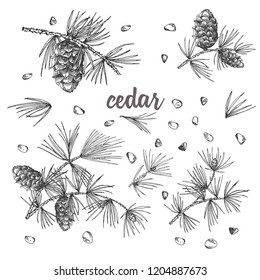 Set ink sketch of cedar branches with pinecones isolated on white background Good idea for vintage Merry christmas card, new year conifer tree pattern or anyone decorative design. Vector illustration