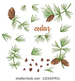 Set ink sketch of color cedar branches with pinecones isolated on white background Good idea for vintage Merry christmas card, new year conifer tree pattern or decorative design. Vector illustration