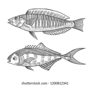 Set of Ink sketch engraving of fish. Hand drawn vector illustration on white background. Retro style.
