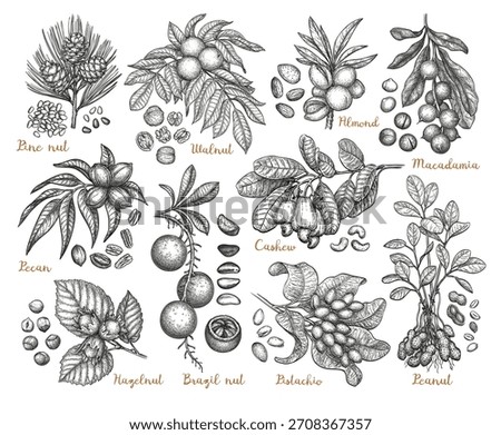 Set of ink-drawn nut illustrations with branches and leaves. Botanical vintage engraving collection.
