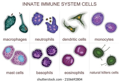 Set Of Innate Immune System Cells, Vector Illustration