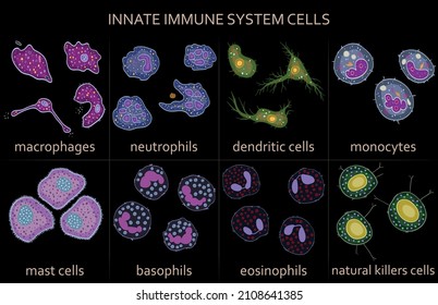 Set Of Innate Immune System Cells, Vector Illustration