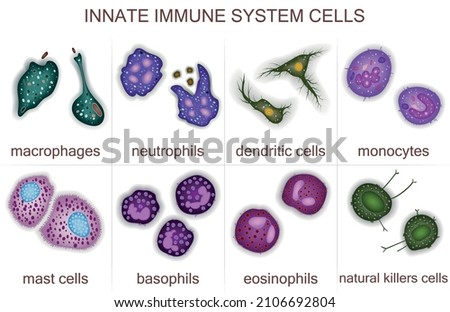 Set of innate immune system cells, vector illustration