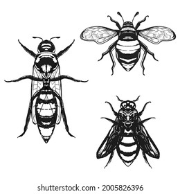 Set of insect bumblebee, bee, hornet, bug, hand drawn vector illustration. Animal mascot, sting, wasp, honeycomb. Used for background, doodle, template, wallpaper, decoration. High resolution eps.