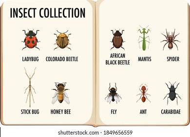 Set of insect collection in the book illustration