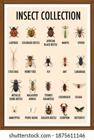 Set of insect collection in wooden frame illustration