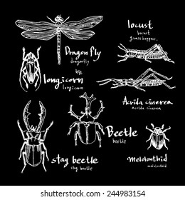 Set of insect / Hand drawn illustrations - vector / black board version