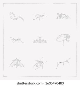 Set of insect icons line style symbols with insect, flea, stickbug and other icons for your web mobile app logo design.