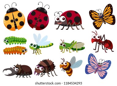 A set of insect illustration