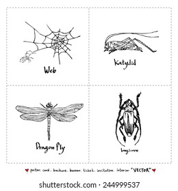 Set of insect illustrations - Hand drawn sketch - vector