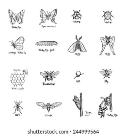 Set of insect illustrations - Hand drawn sketch - vector