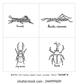 Set of insect illustrations - Hand drawn sketch - vector