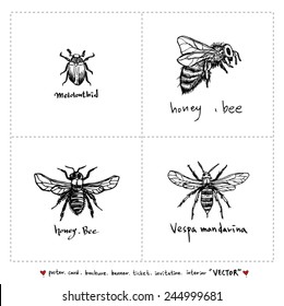 Set of insect illustrations - Hand drawn sketch - vector