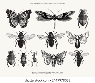 Conjunto de Ilustraciones de arte de línea de insecto - aislado sobre un fondo blanco