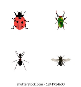 Set of insect realistic symbols with fly, pismire, beetle and other icons for your web mobile app logo design.