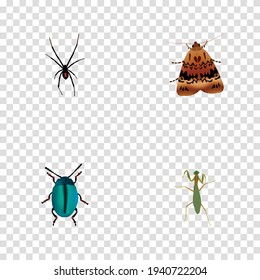 Set of insect realistic symbols with spider, moth, mantis and other icons for your web mobile app logo design.