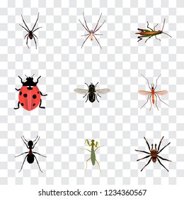 Set of insect realistic symbols with tarantula, fly, ladybug and other icons for your web mobile app logo design.