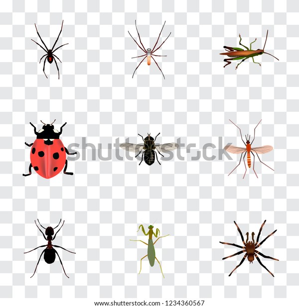 Set Insect Realistic Symbols Tarantula Fly 库存矢量图(免版税)1234360567 ...