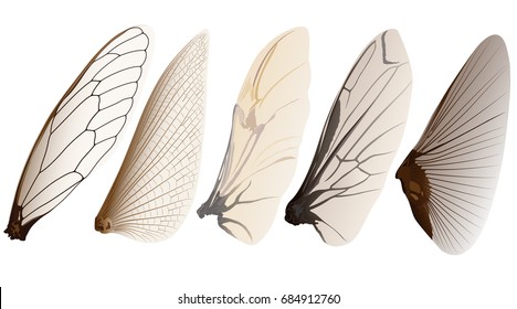 set of insect wings isolated on white background, vector illustration 