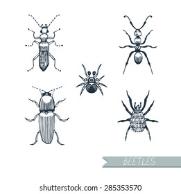 Set Insects Beetles Ants Handdrawn Graphics Stock Vector (Royalty Free ...