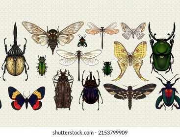 Set of insects: beetles, butterflies, moths, dragonflies. Etymologist's set. Seamless pattern, background. Vector illustration. In realistic style.