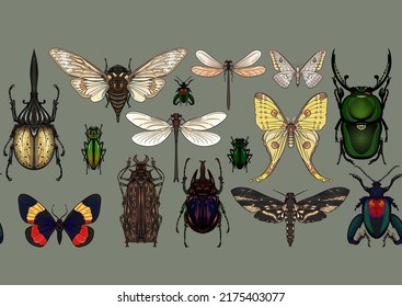 Conjunto de insectos: escarabajos, mariposas, polillas, libélulas. El equipo del etimólogo. Patrón sin inconvenientes, fondo. Ilustración vectorial. En un estilo realista sobre el verde militar, el fondo caqui