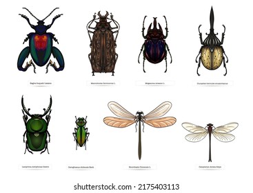 Conjunto de insectos: escarabajos, mariposas, polillas, libélulas. El equipo del etimólogo. Imágenes prediseñadas, conjunto de elementos para la ilustración vectorial de diseño.