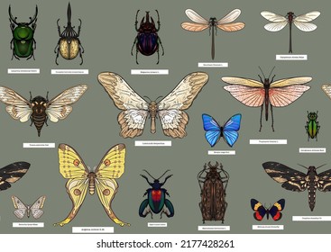 Conjunto de insectos: escarabajos, mariposas, polillas, libélulas. El equipo del etimólogo. Patrón sin inconvenientes, fondo. Ilustración vectorial. En un estilo realista sobre el verde militar, el fondo caqui