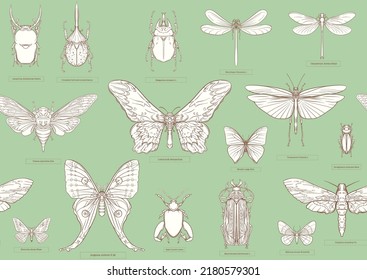 Conjunto de insectos: escarabajos, mariposas, polillas y libélulas. El equipo del etimólogo. Patrón sin inconvenientes, fondo. Ilustración del vector de contorno.