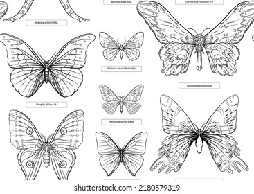 Set of insects: beetles, butterflies, moths and dragonflies. Etymologist's set. Seamless pattern, background. Outline vector illustration