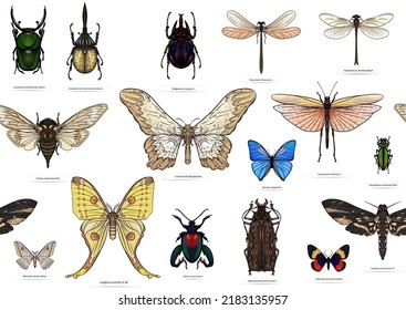 Conjunto de insectos: escarabajos, mariposas, polillas, libélulas. El equipo del etimólogo. Patrón sin inconvenientes, fondo. Ilustración vectorial. Con un estilo realista.