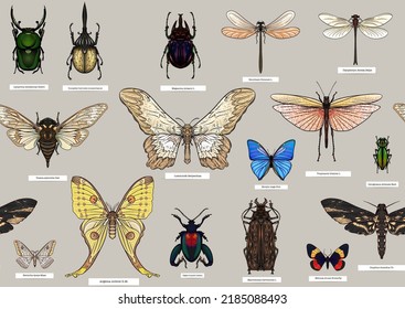 Set of insects: beetles, butterflies, moths, dragonflies. Etymologist's set. Seamless pattern, background. Vector illustration. In realistic style.