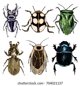 Set of insects bugs beetles and bees, fleas, many color species in vintage old hand drawn stipple shading, hatching engraved style. Vector.