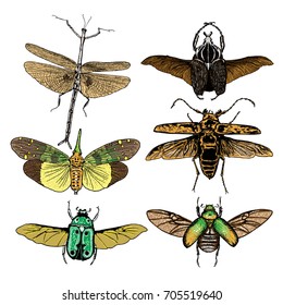 Set of insects bugs beetles and bees, fleas, many color species in vintage old hand drawn stipple shading, hatching engraved style. Vector.