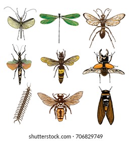 Set of insects bugs beetles and bees, fleas, many color species in vintage old hand drawn stipple shading, hatching engraved style. Vector.