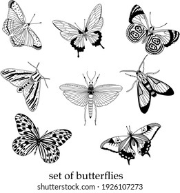 set of insects, butterflies black and white graphics, linear contour, nature