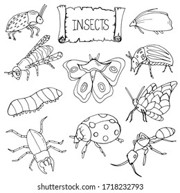 Set with insects. Butterfly, ant, beetle, ladybug, caterpillar, bee on a white background. Vector isolated illustration with insects. Design for biology books. Insects-Doodle style. Printing on paper.