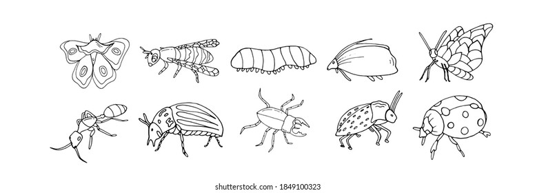 Set with insects. Butterfly, ant, beetle, ladybug, caterpillar, bee on a white background. Vector isolated illustration with insects. Design for biology books. Insects-Doodle style. Printing on paper.