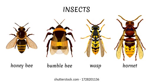 Set insects isolated on a white background. Bee, bumblebee, wasp, hornet. Drawing of insects. Vector image.